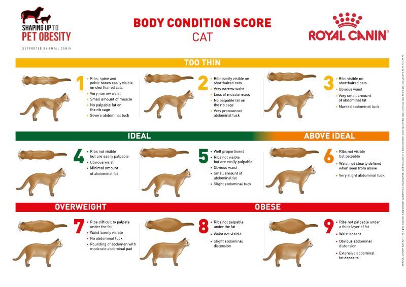 Body condition score chart: Cat