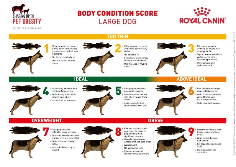 Body condition score chart: Large dog