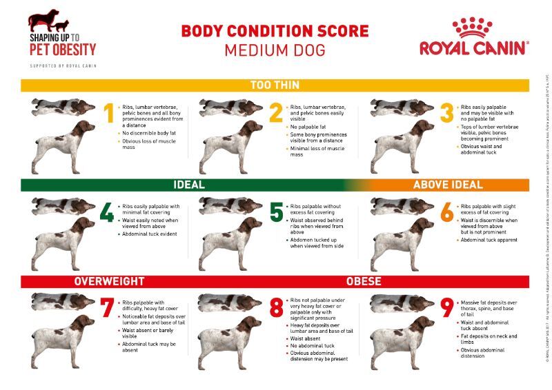 Body condition score chart: Medium dog