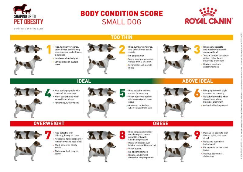 Body condition score chart: Small dog