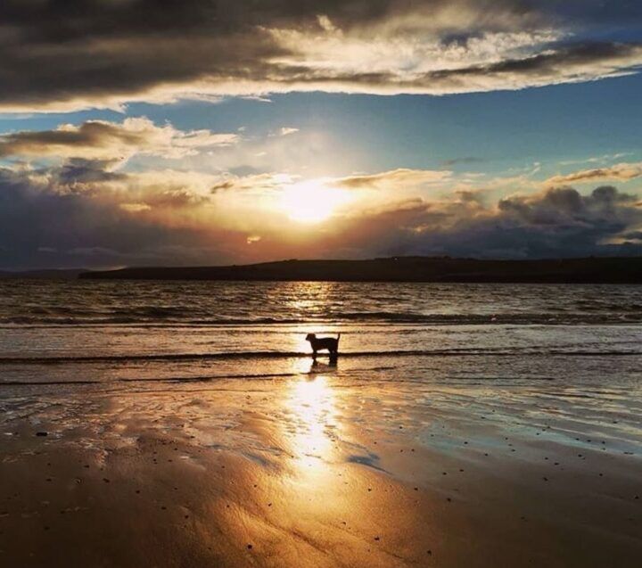 A dog on an Orkney beach at sunset