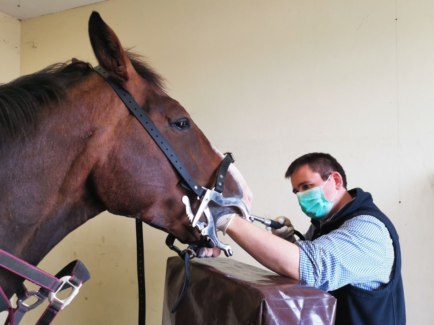 John Davidson carrying out equine dentistry