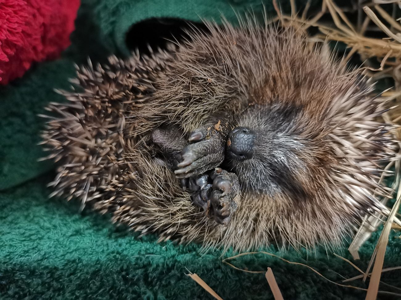 A hedgehog patient curled up in a towel