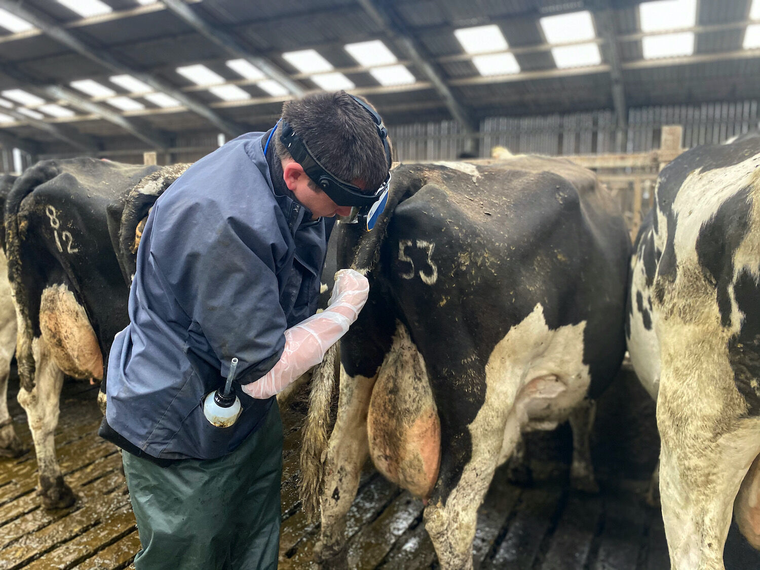 A vet scanning dairy cattle on an Orkney farm