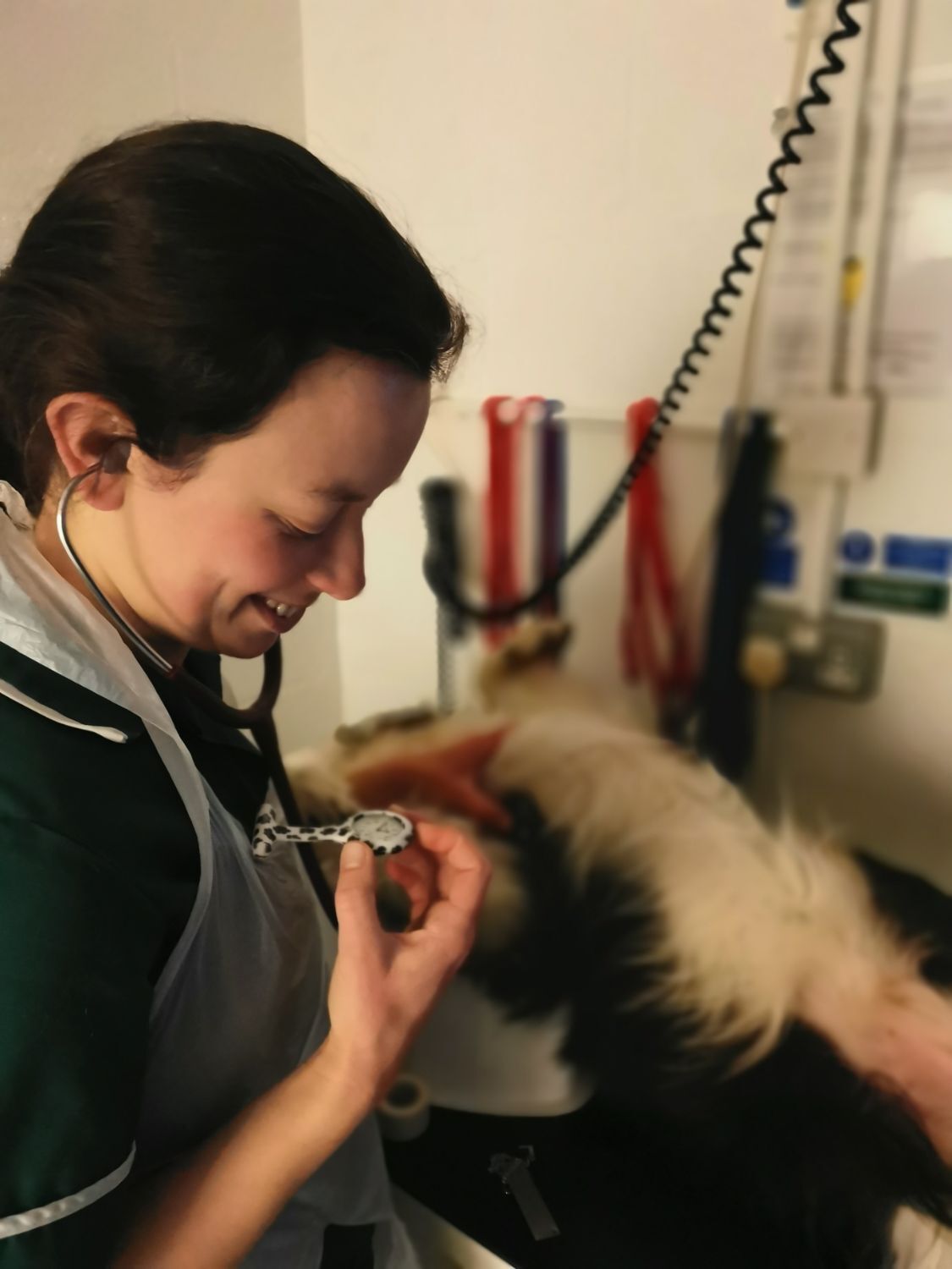 A veterinary nurse caring for a patient