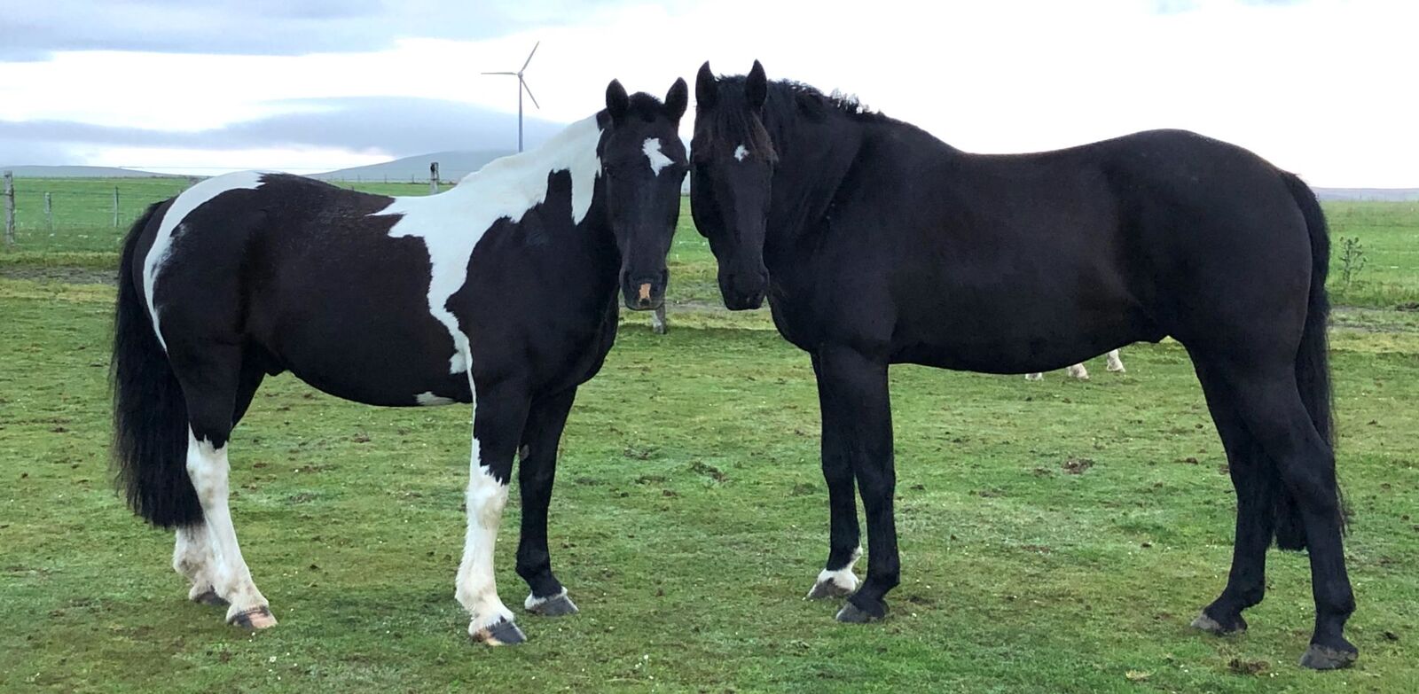 Two ponies grazing on open Orkney grassland