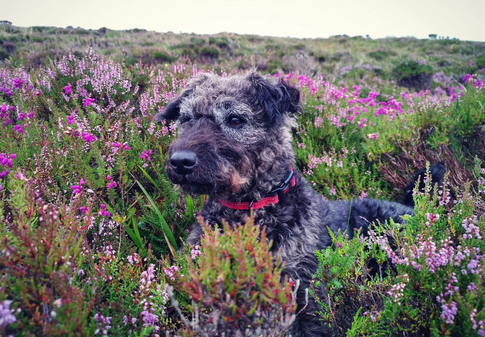 A dog resting in purple heather on an Orkney hillside