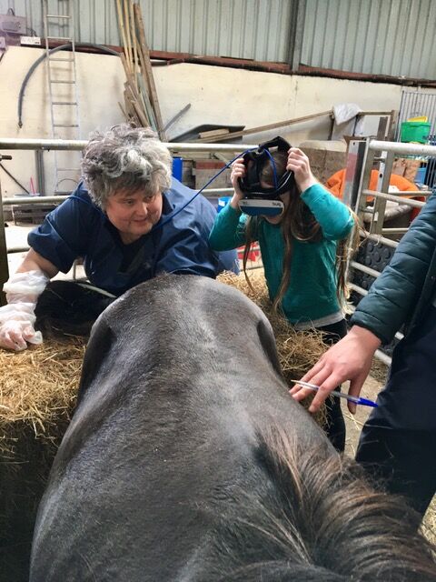 Kate Carmichael examining a mare