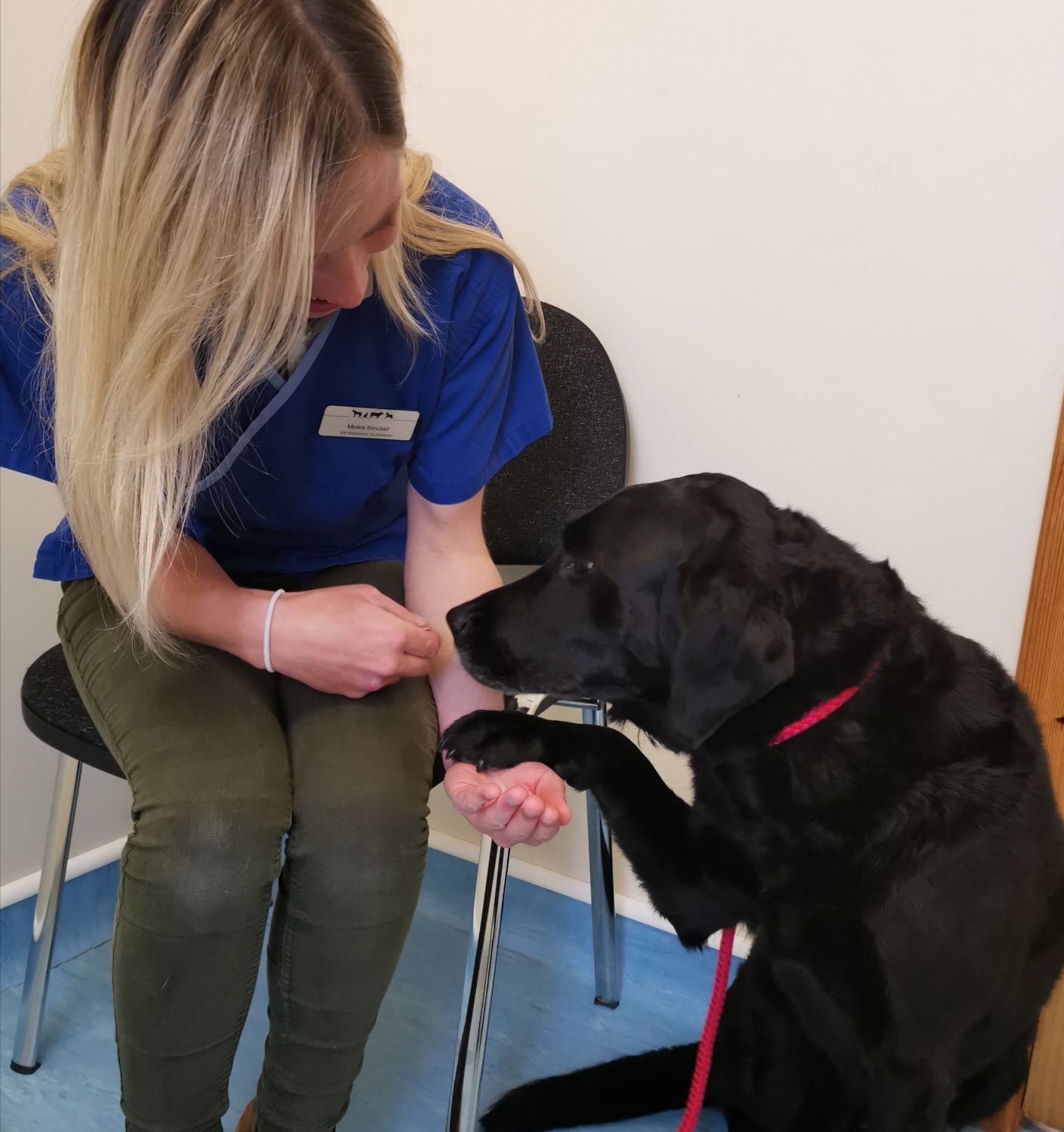 Moira Sinclair in a consultation with a black labrador