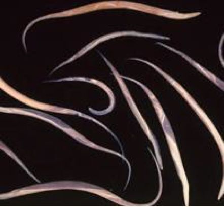 Adult worms