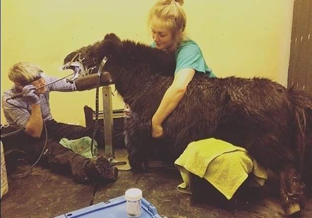 Visiting equine vet working with a pony