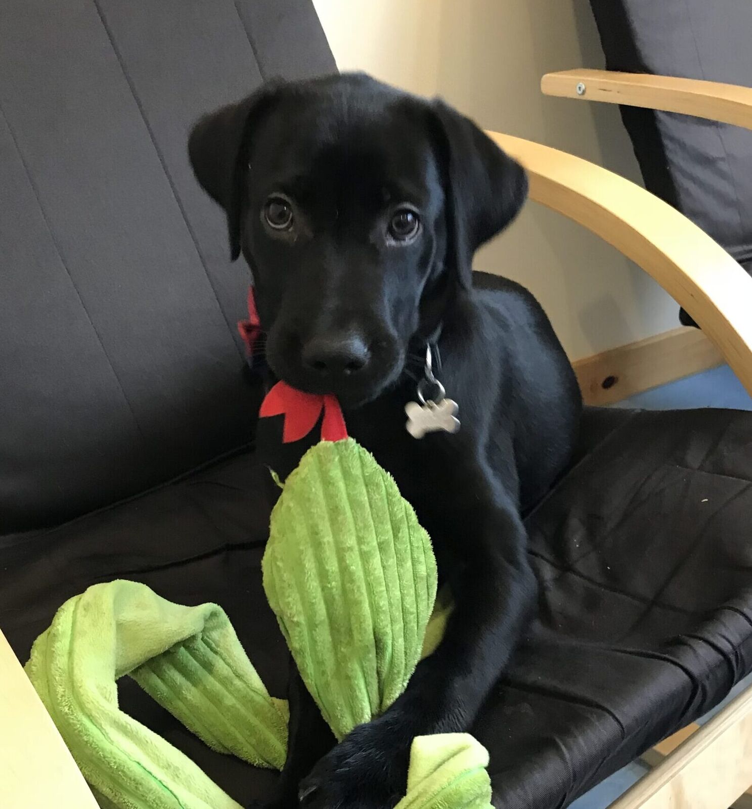 A labrador puppy with a toy