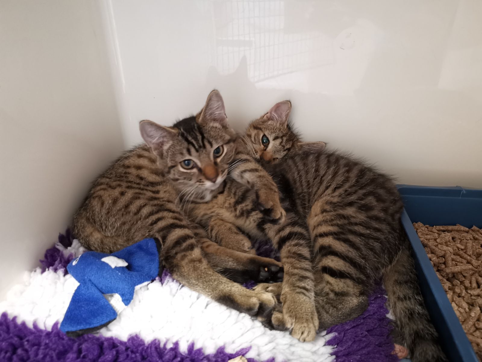 Cats recovering after surgery