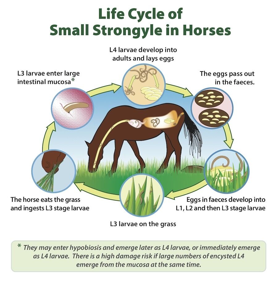 Diagram of the life cycle of small strongyles in horses